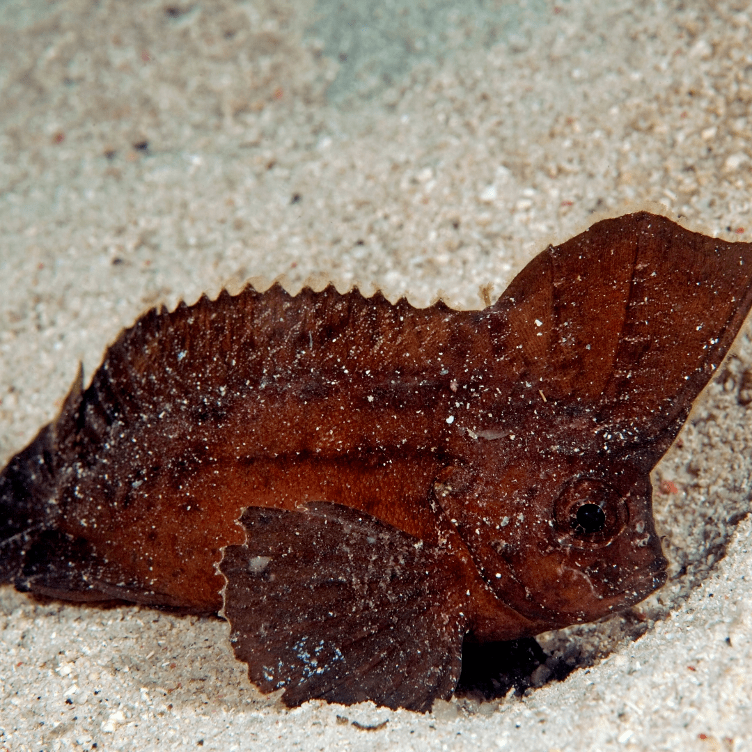 Ablabys taenianotus - Schaukelfisch