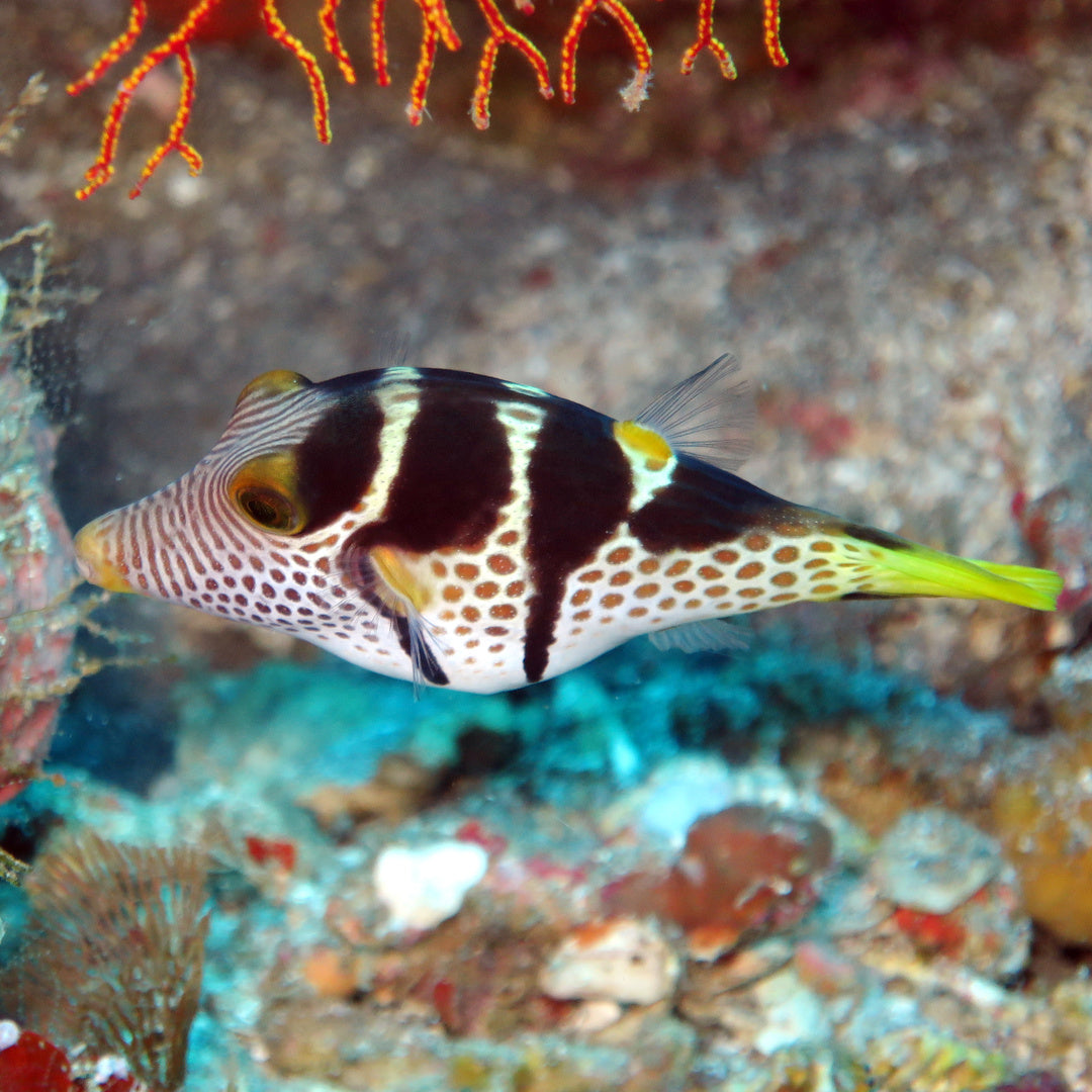 Canthigaster valentini - Sattel-Spitzkopfkugelfisch