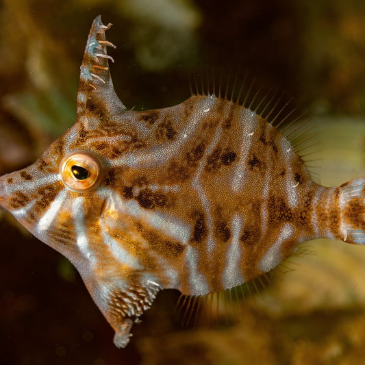 Tangfeilenfisch -  Acreichthys radiatus