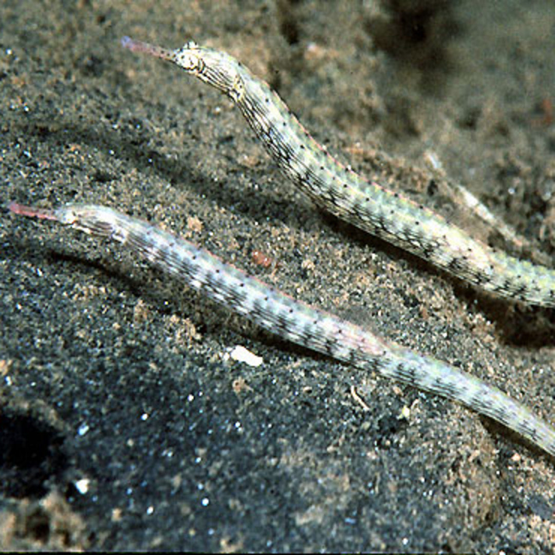 Corythoichthys intestinalis - Drachenkopf Seenadel