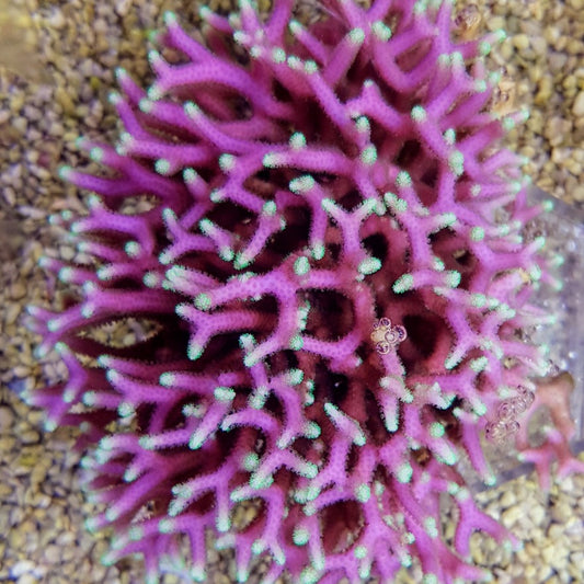 Seriatopora caliendrum - Pink