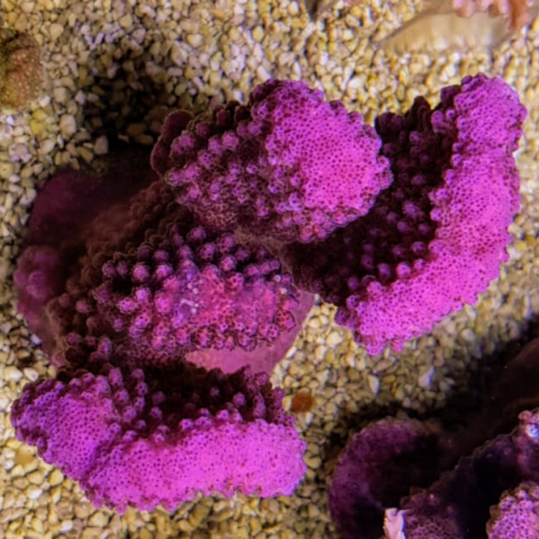Pocillopora verrucosa (Pink)